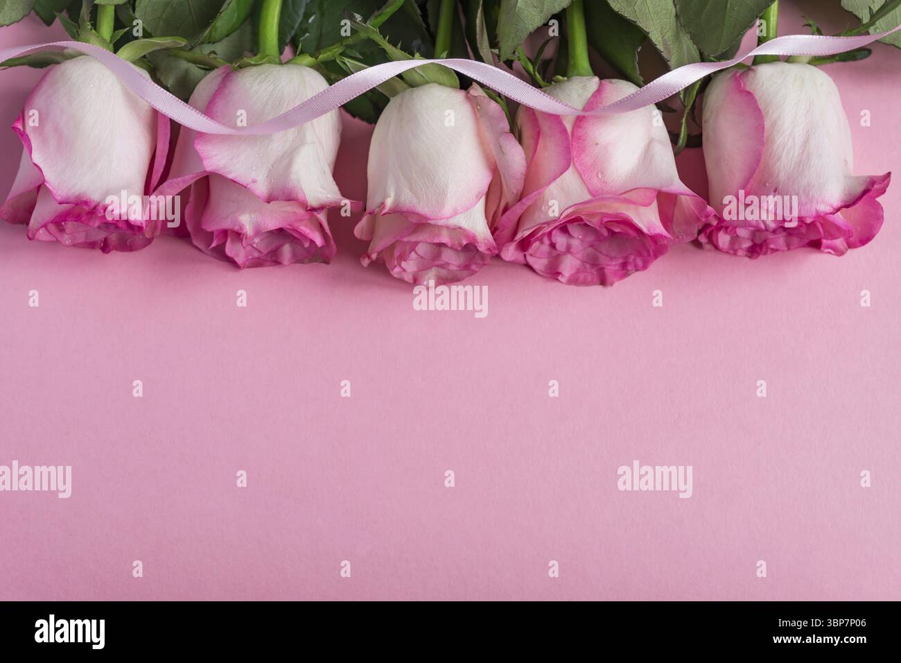 Rosa rose in fiore e nastro su sfondo rosa pastello. Romantica cornice floreale. Spazio di copia Foto Stock