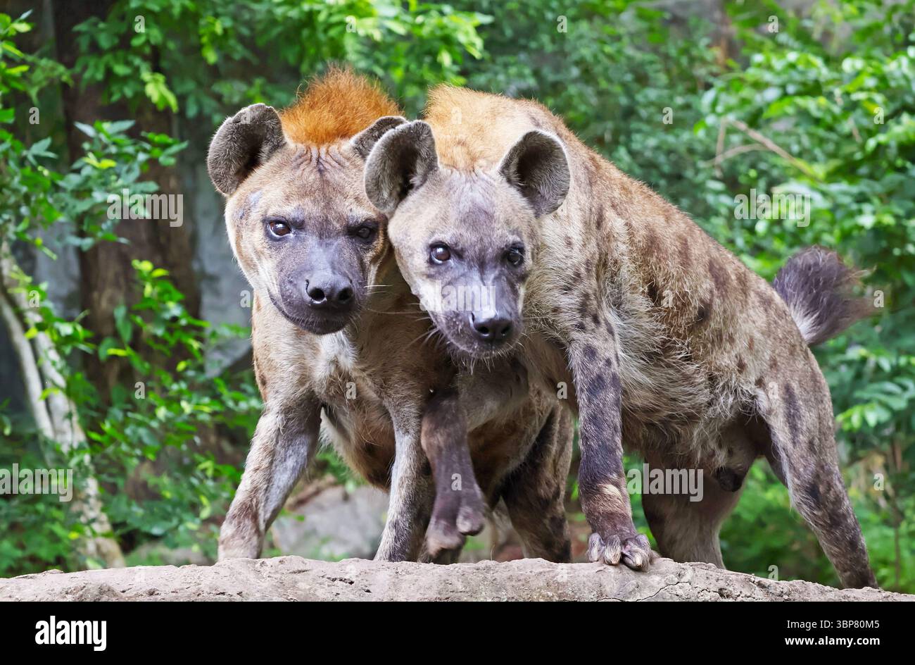 Donne e uomini hanno avvistato iene in uno zoo aperto, originario dell'Africa sub-sahariana Foto Stock