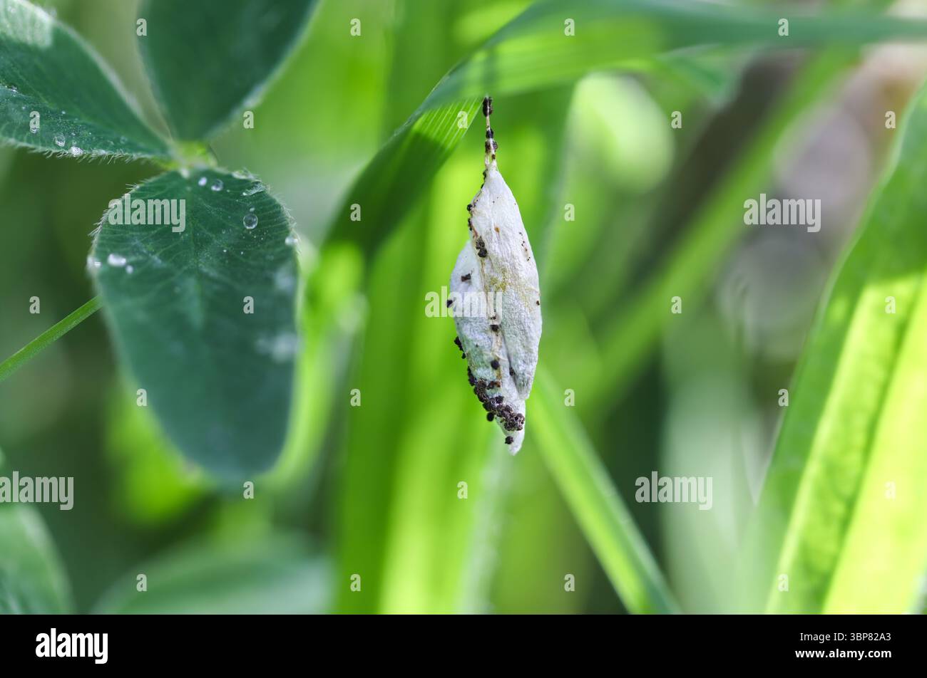 Bird-Cherry Ermine (Yponomeuta evonymella) Moth Pupa on a Grass Stem Under a Bird-Cherry Tree North Pennines, Teesdale, County Durham, Regno Unito Foto Stock