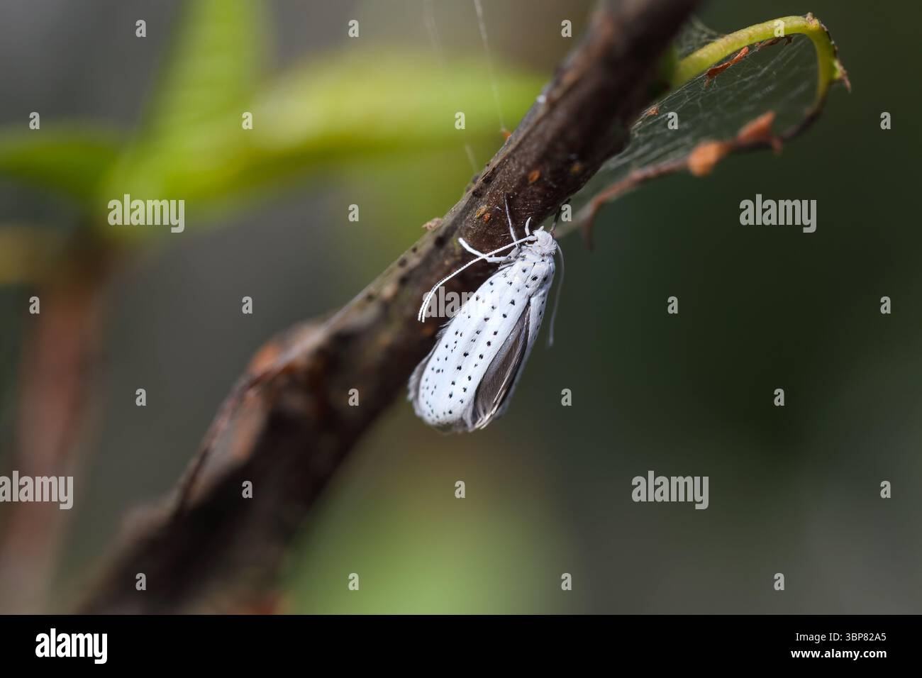 Recentemente emersa Bird-Cherry Ermine (Yponomeuta evonymella) Moth, North Pennines, Teesdale, County Durham, Regno Unito Foto Stock