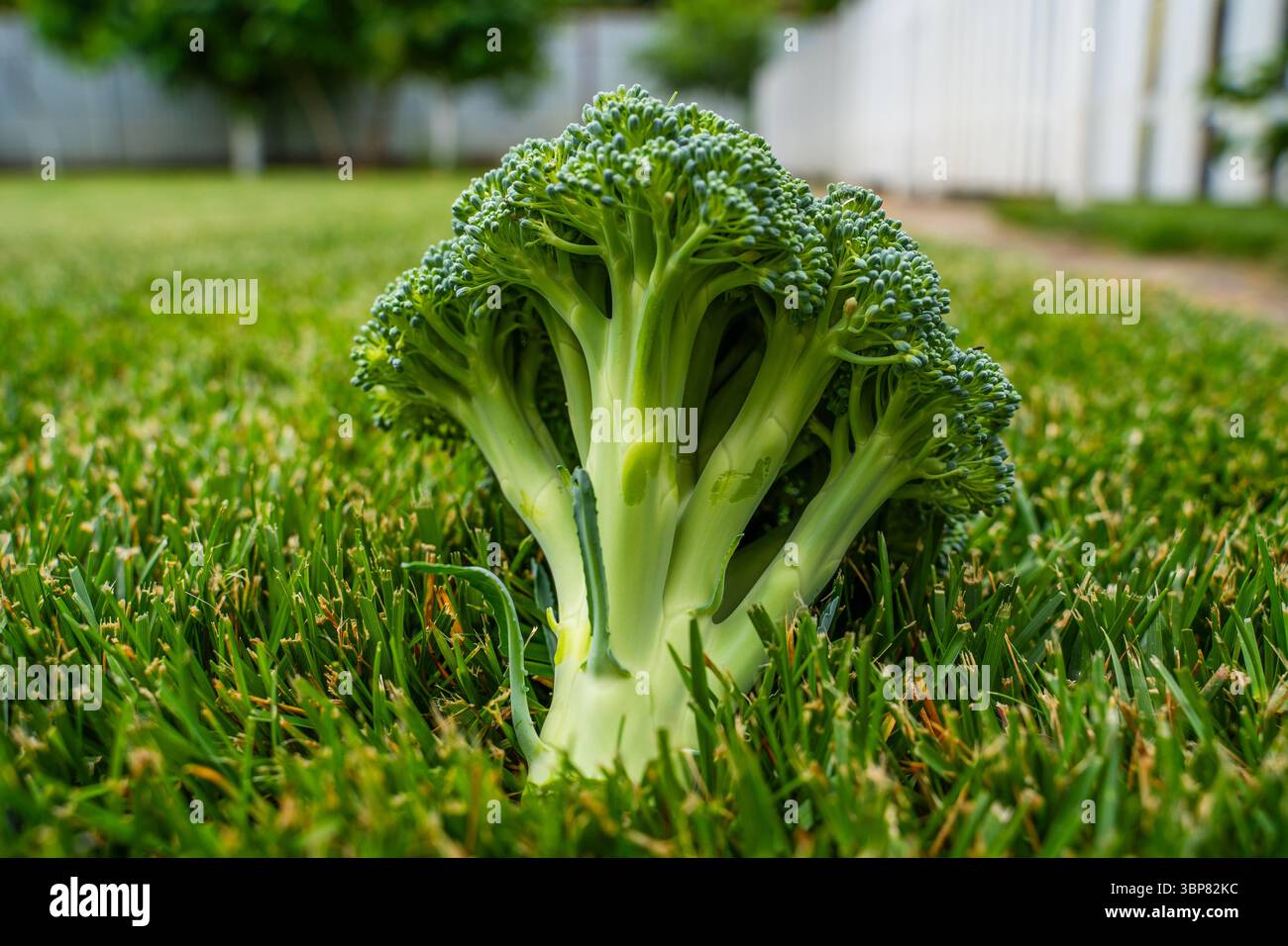 Inlorescenza di broccoli primo piano su erba verde. Broccoli maturi. Foto Stock