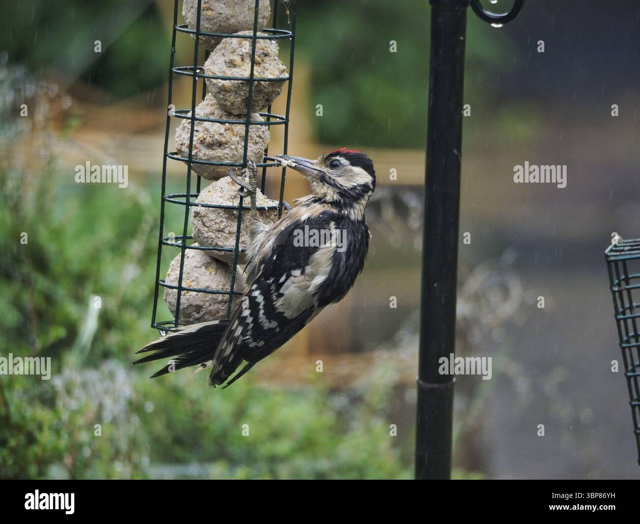 Il picchio maculato si nutre di palle di suet al mangiatoia per uccelli da giardino. Visitatore di giardini del Regno Unito molto apprezzato durante l'inverno. Fotografia naturalistica Foto Stock