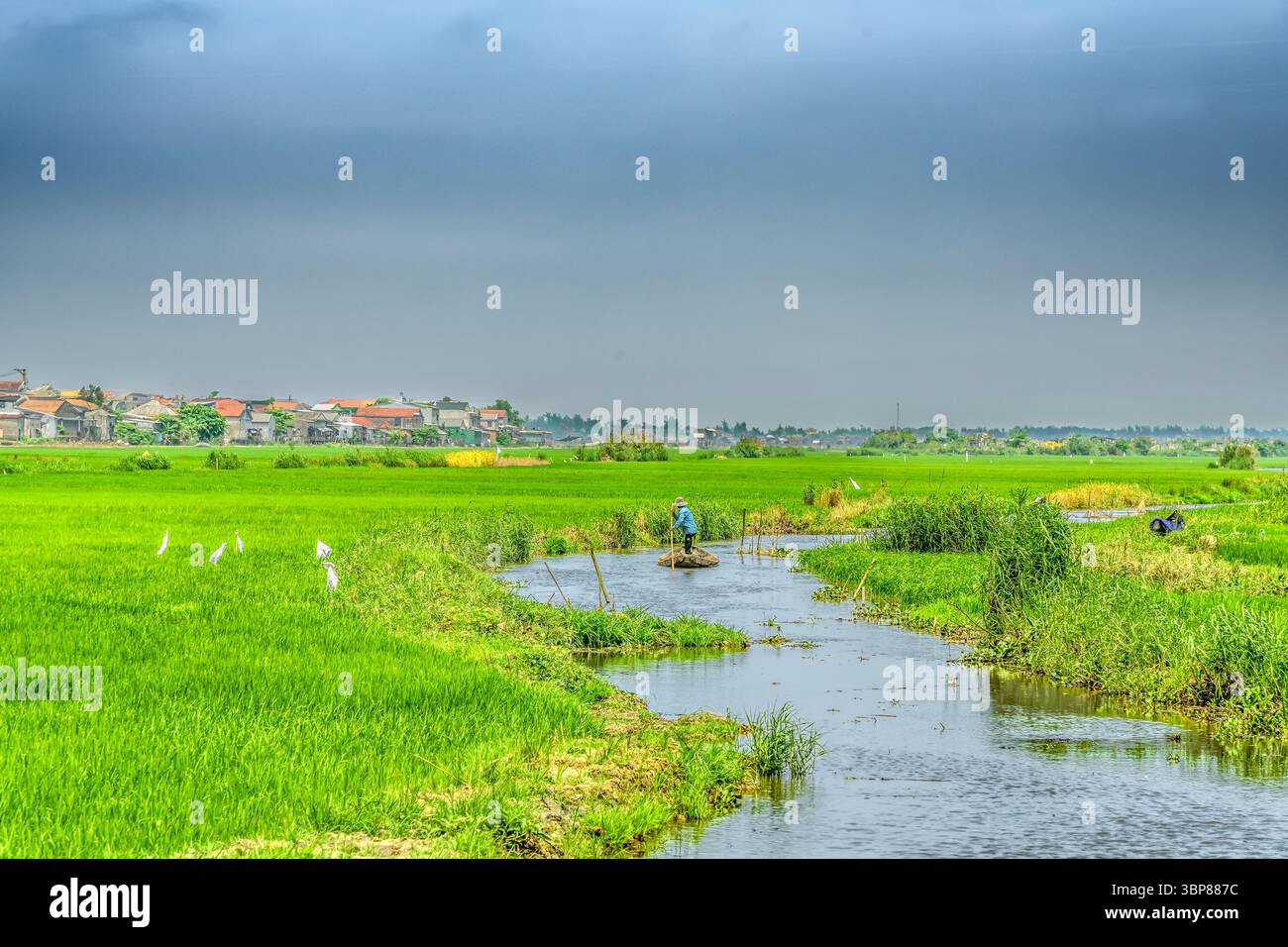 Questa fotografia cattura un tranquillo paesaggio di risaie, probabilmente nel sud-est asiatico. Il primo piano è dominato da vivaci piante di riso verde Foto Stock