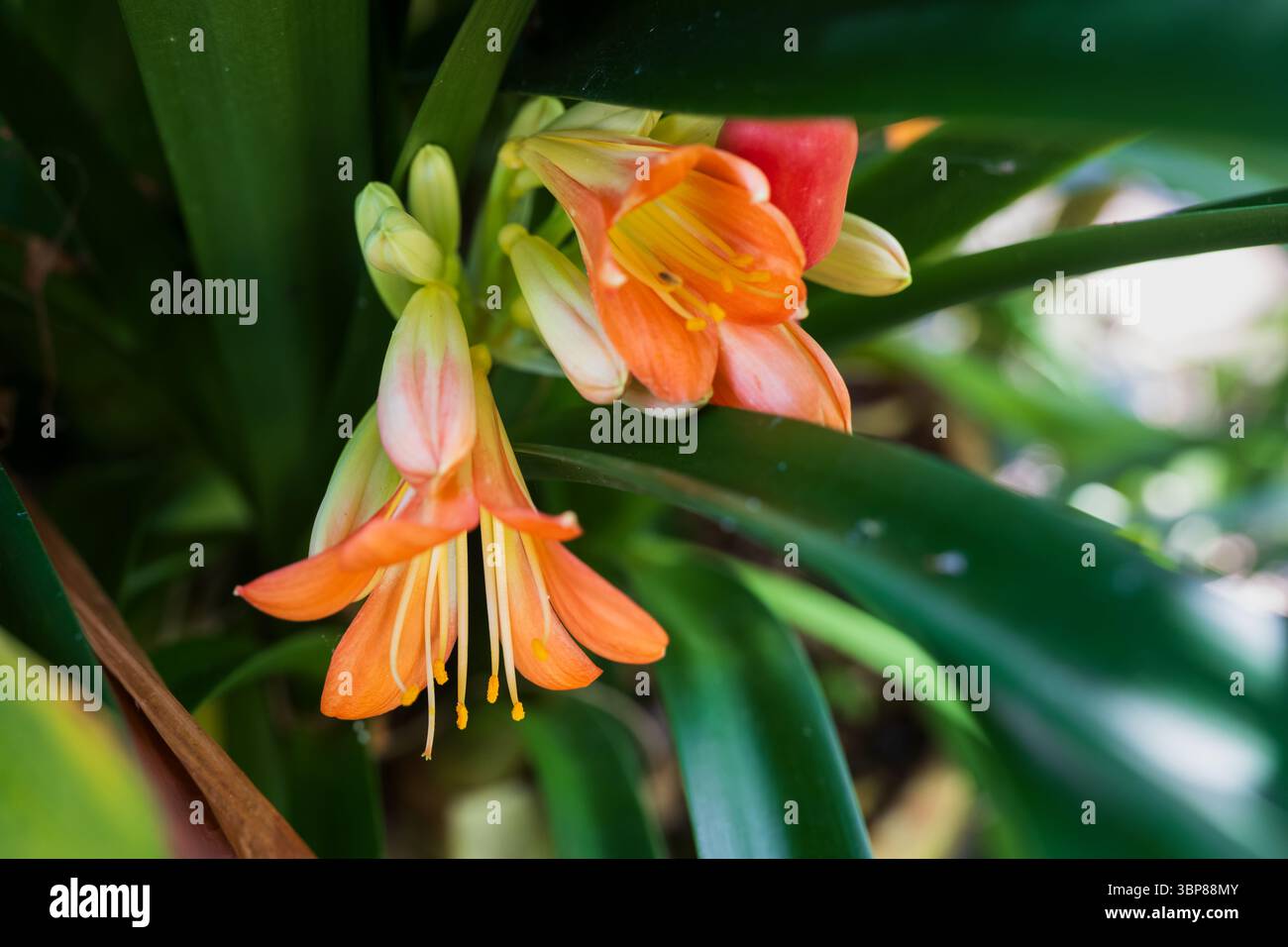 Clivia miniata, giglio naturale o giglio cespuglio, pianta fiorita della famiglia delle Amaryllidaceae, originaria dei boschi del Sudafrica. Foto Stock