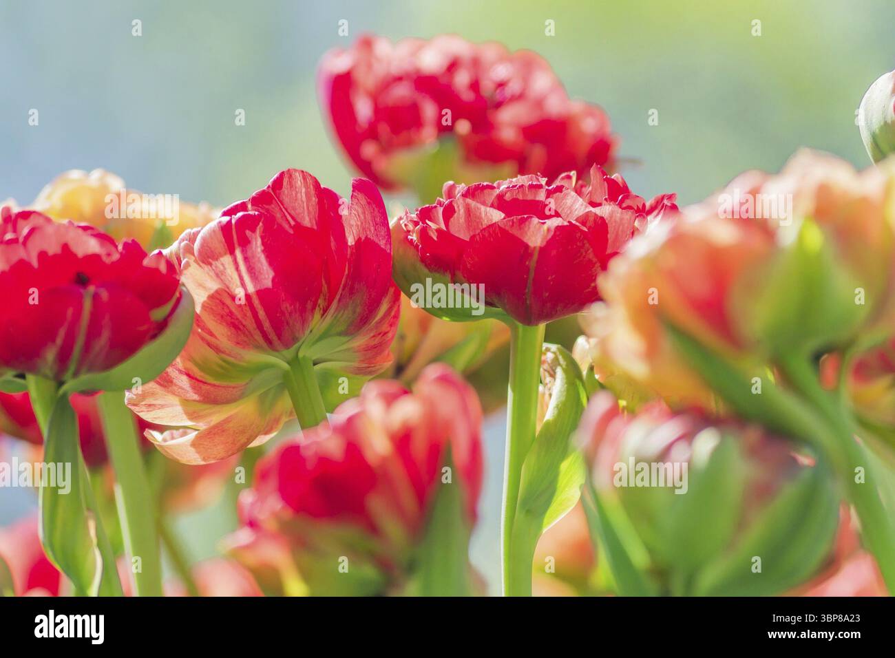 Campo di tulipani rossi. Fiore sfondo. Giardino estivo paesaggio Foto Stock