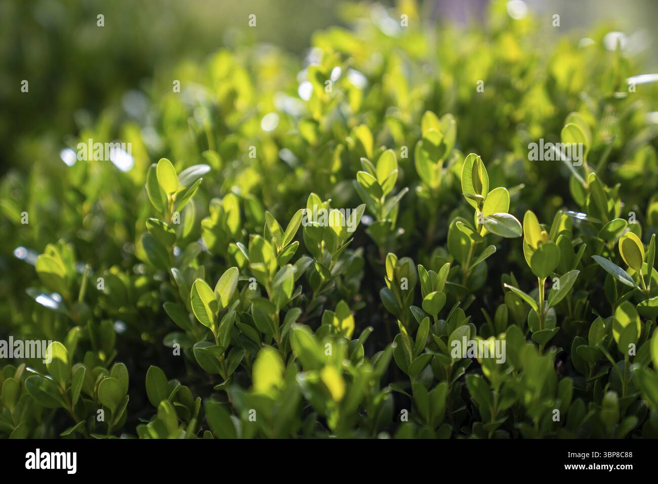 Primo piano del fogliame verde di bosso Buxus microphylla alla luce del sole. Arbusto spesso usato per siepi sempreverdi Foto Stock