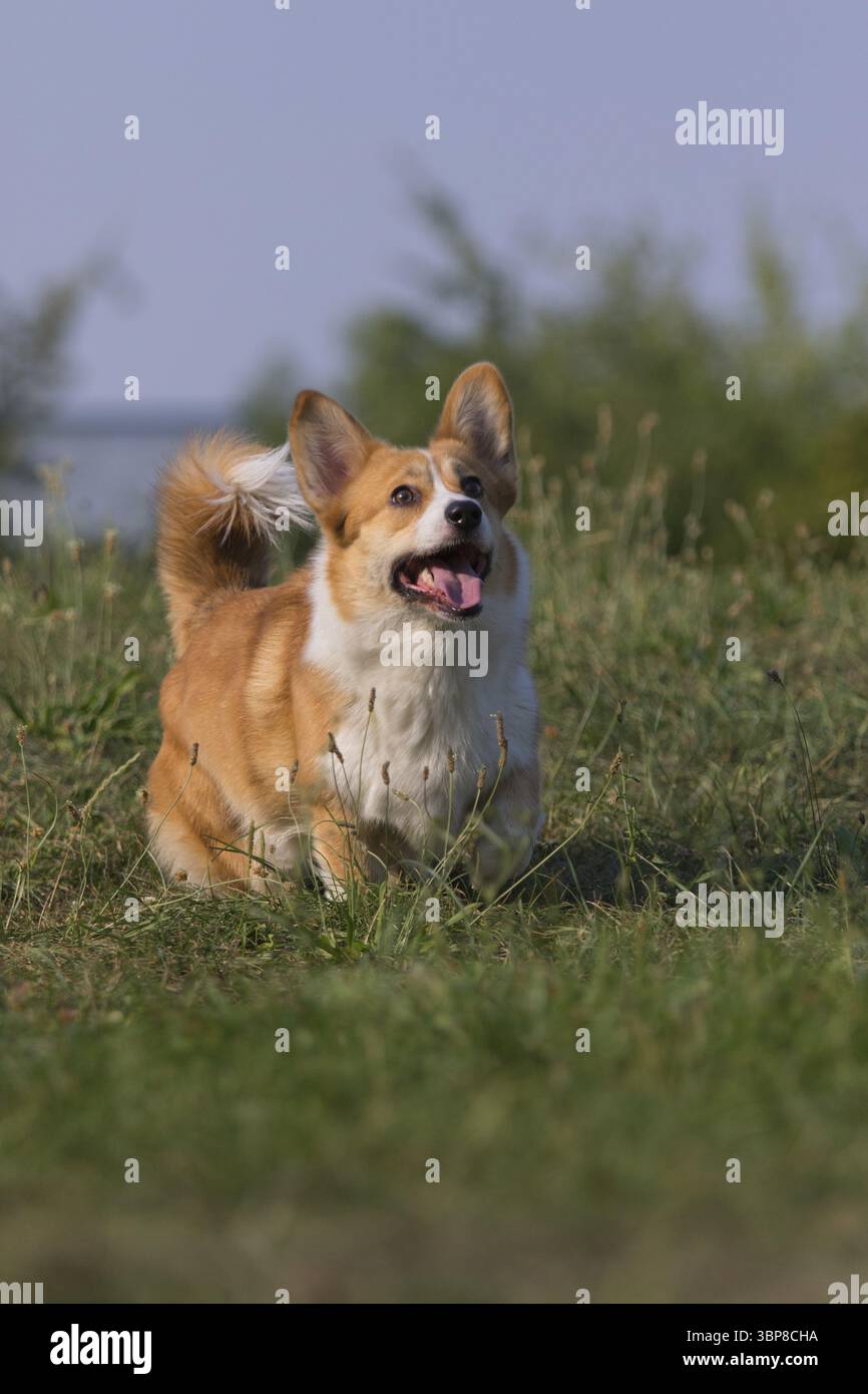 Un amichevole gallese Corgi Pembroke mentre gioca e corre all'aperto su un prato Foto Stock