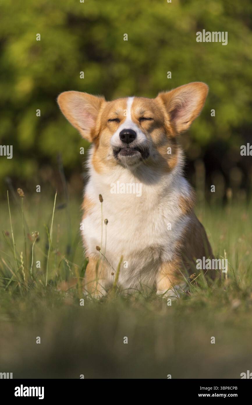 Un amichevole gallese Corgi Pembroke mentre gioca e corre all'aperto su un prato Foto Stock