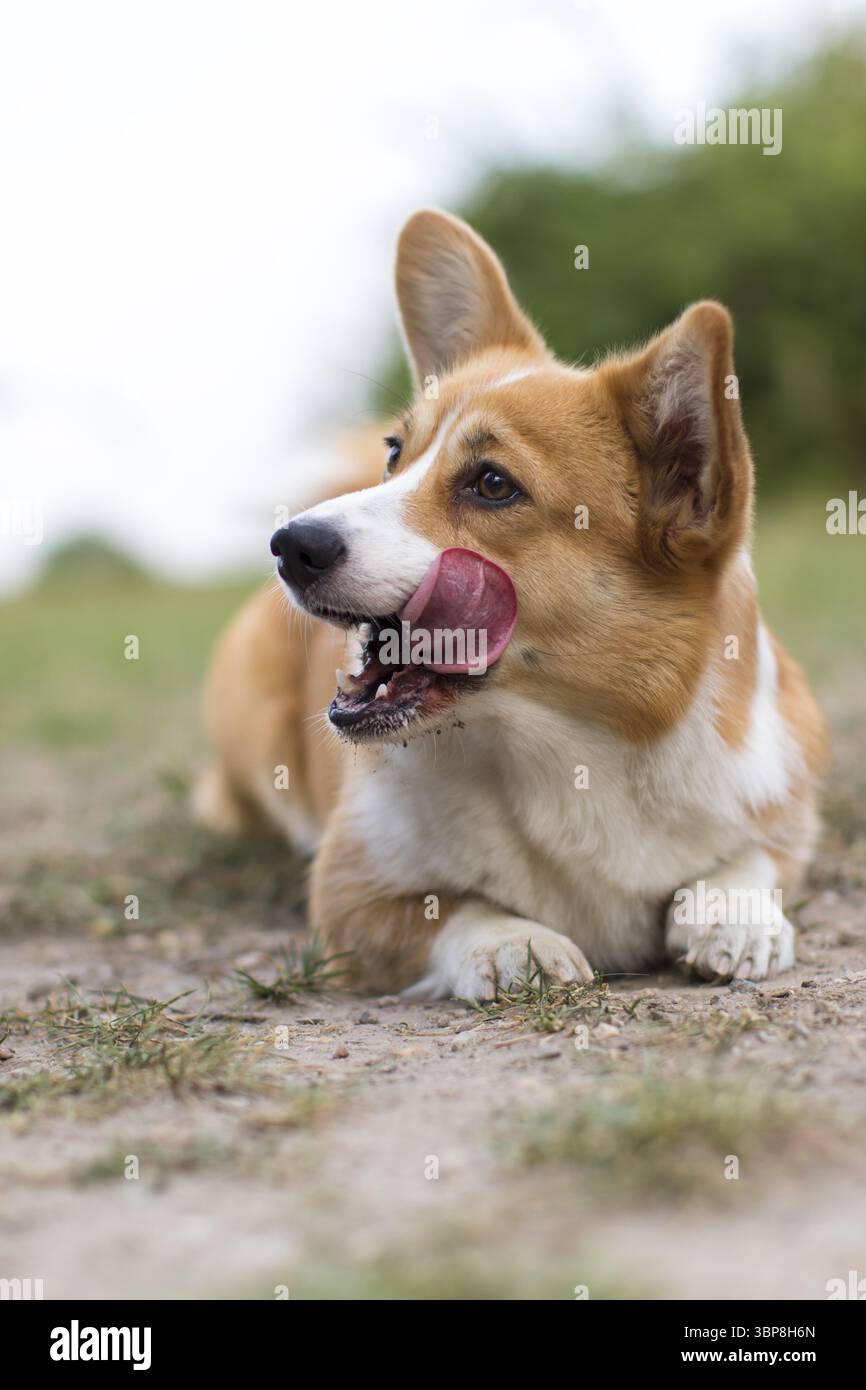 Un amichevole gallese Corgi Pembroke mentre gioca e corre all'aperto su un prato Foto Stock