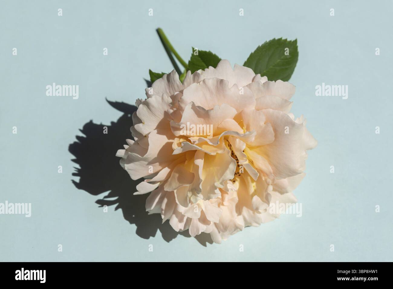 Bellissima rosa pallida su sfondo blu. Stile minimalista alla moda con luce intensa e ombre scure Foto Stock