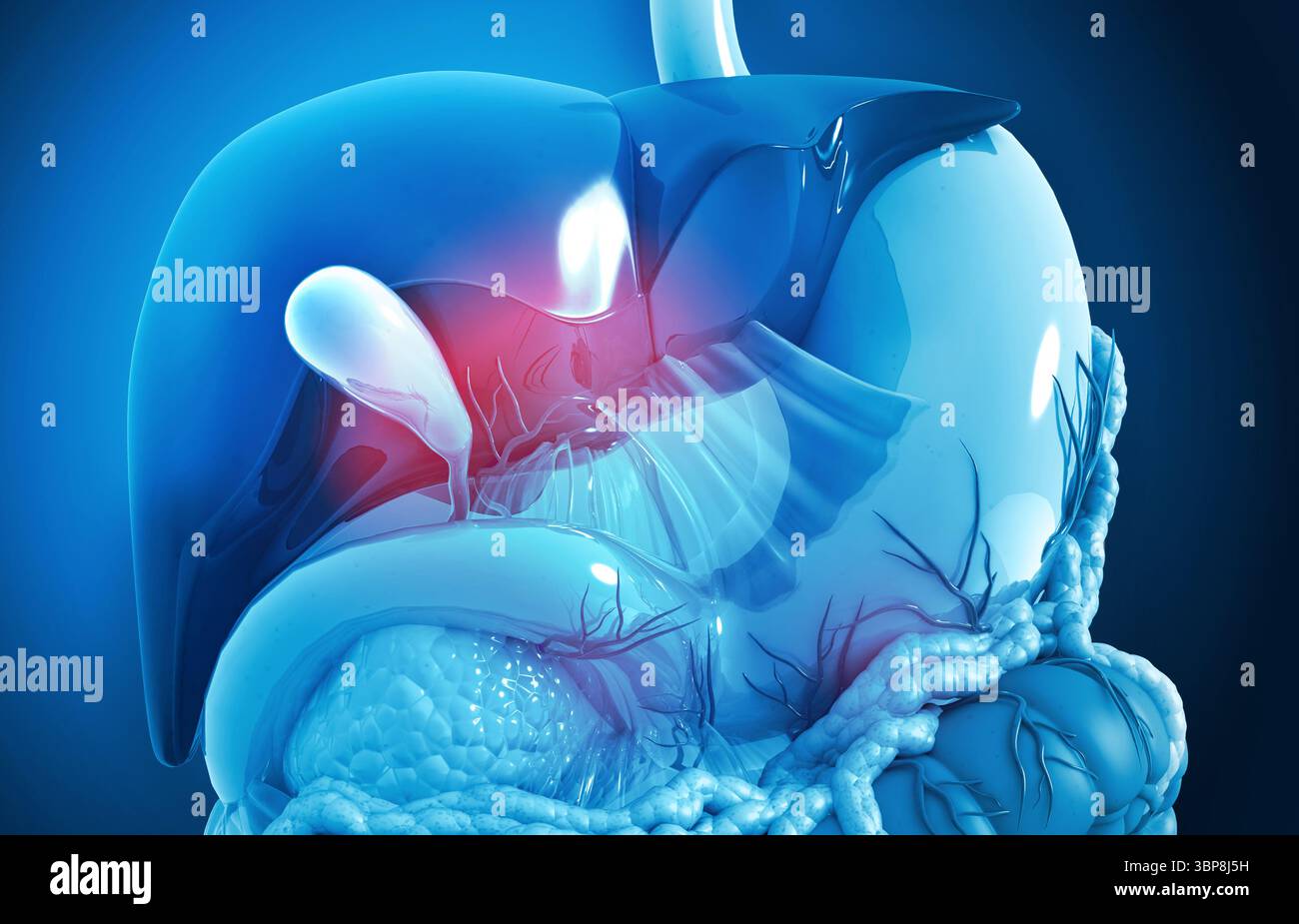 Vista ravvicinata del sistema digerente umano. Fegato stomaco e pancreas. illusazione 3d. Foto Stock