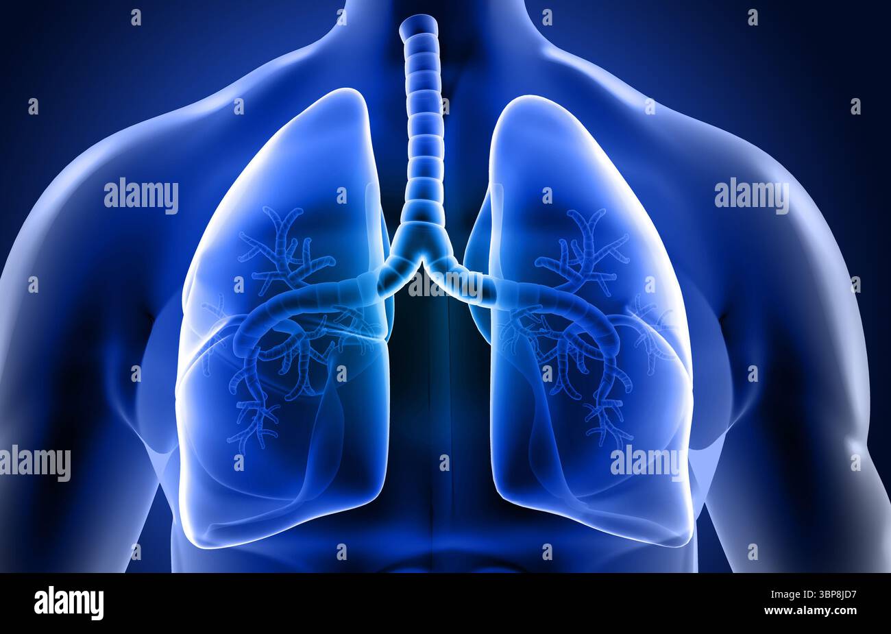 Sistema respiratorio umano, anatomia polmonare. illustrazione 3d. Foto Stock