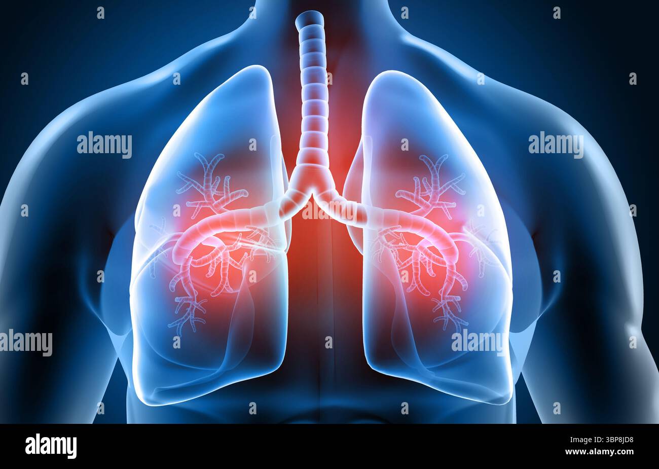 Sistema respiratorio umano, anatomia polmonare. illustrazione 3d. Foto Stock