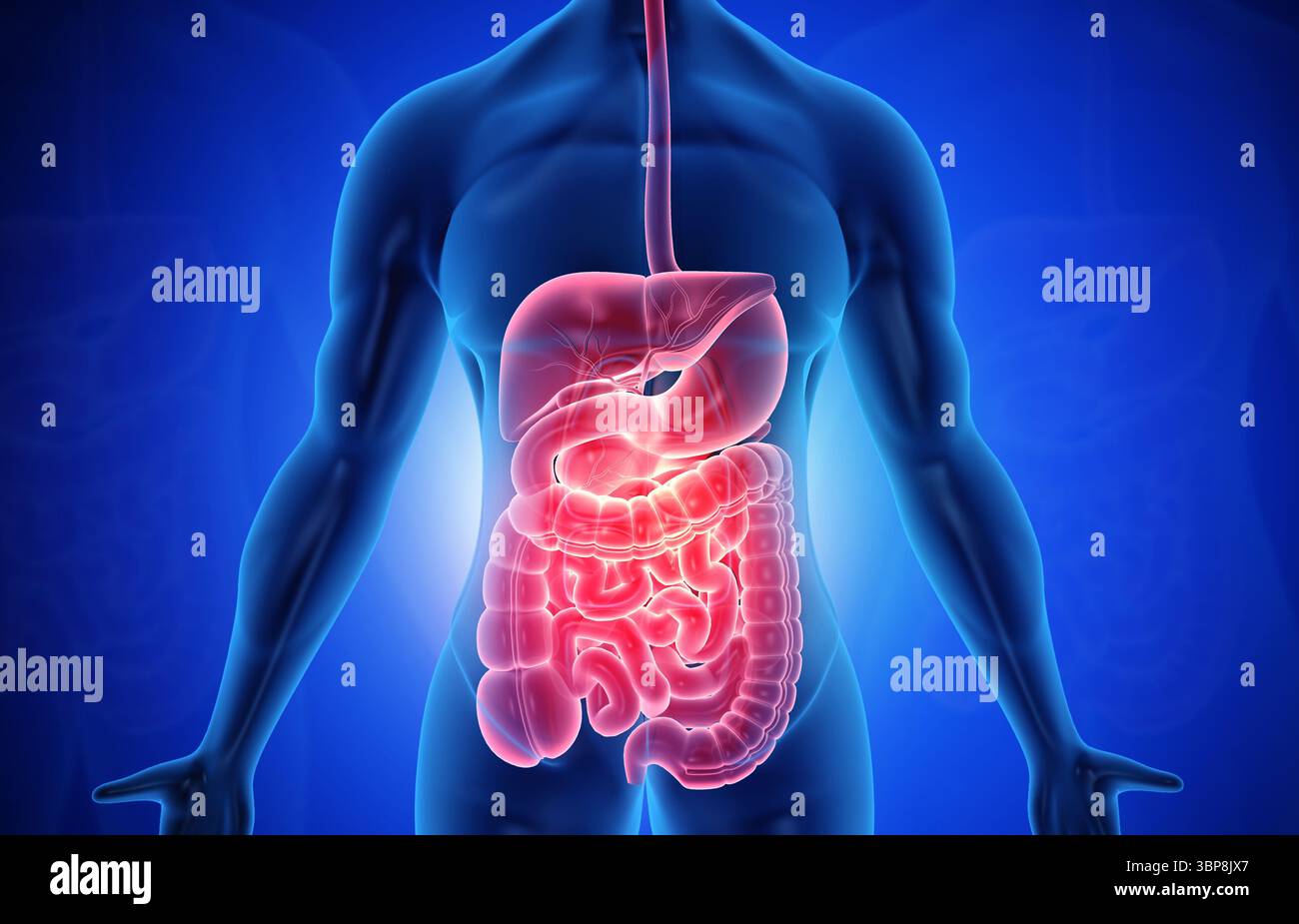 Anatomia del corpo umano con sistema digestivo. illustrazione 3d. Foto Stock