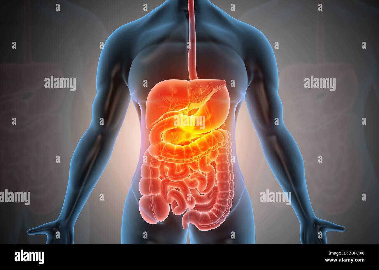 Anatomia del corpo umano con sistema digestivo. illustrazione 3d. Foto Stock