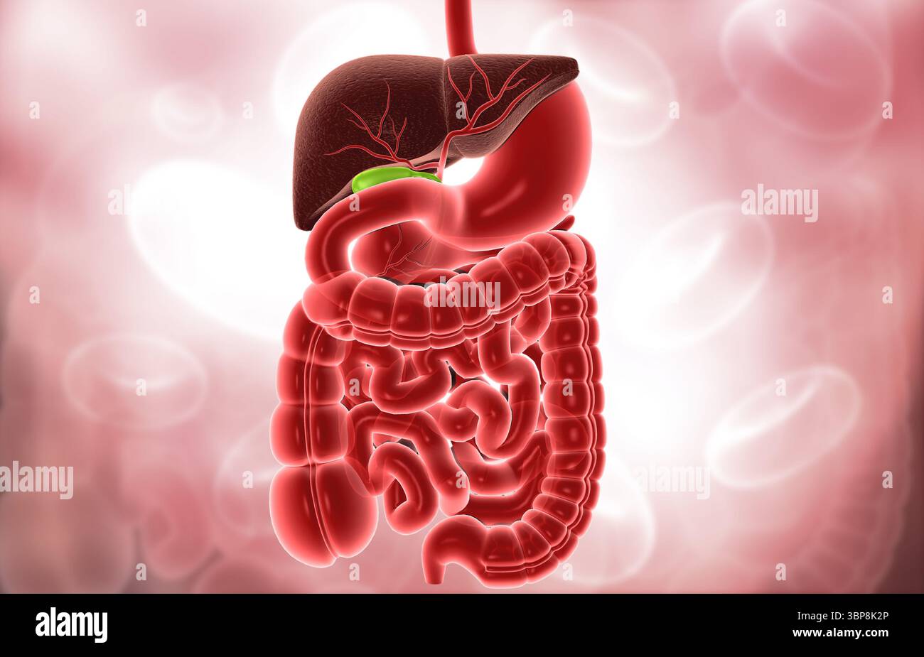 Background scientifico del sistema digerente umano. illustrazione 3d. Foto Stock