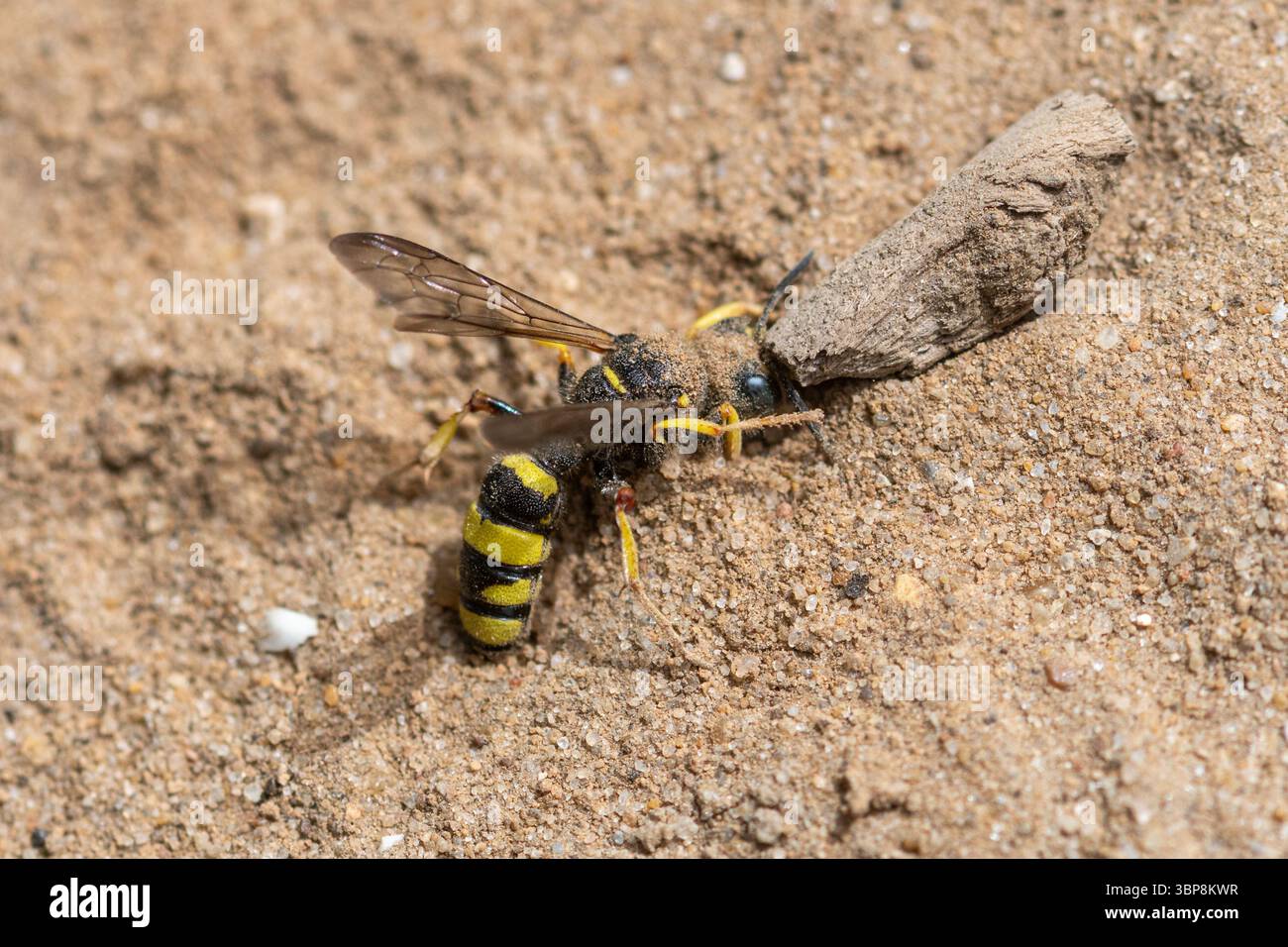 Specie di vespa di Digger, una vespa solitaria che riempie la sua tana di sabbia sul sentiero pedonale, Surrey, Inghilterra, Regno Unito Foto Stock