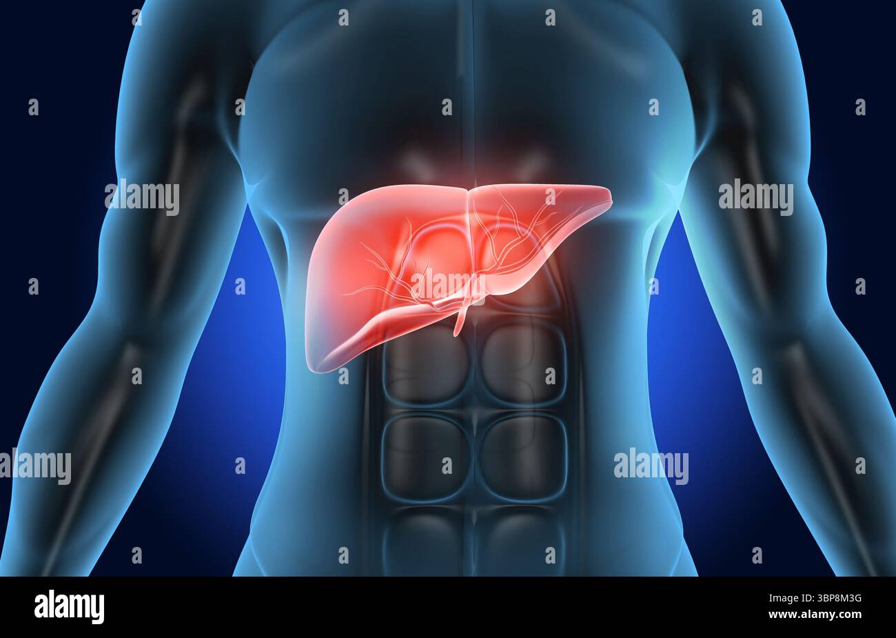 Corpo umano con anatomia epatica. illustrazione 3d. Foto Stock