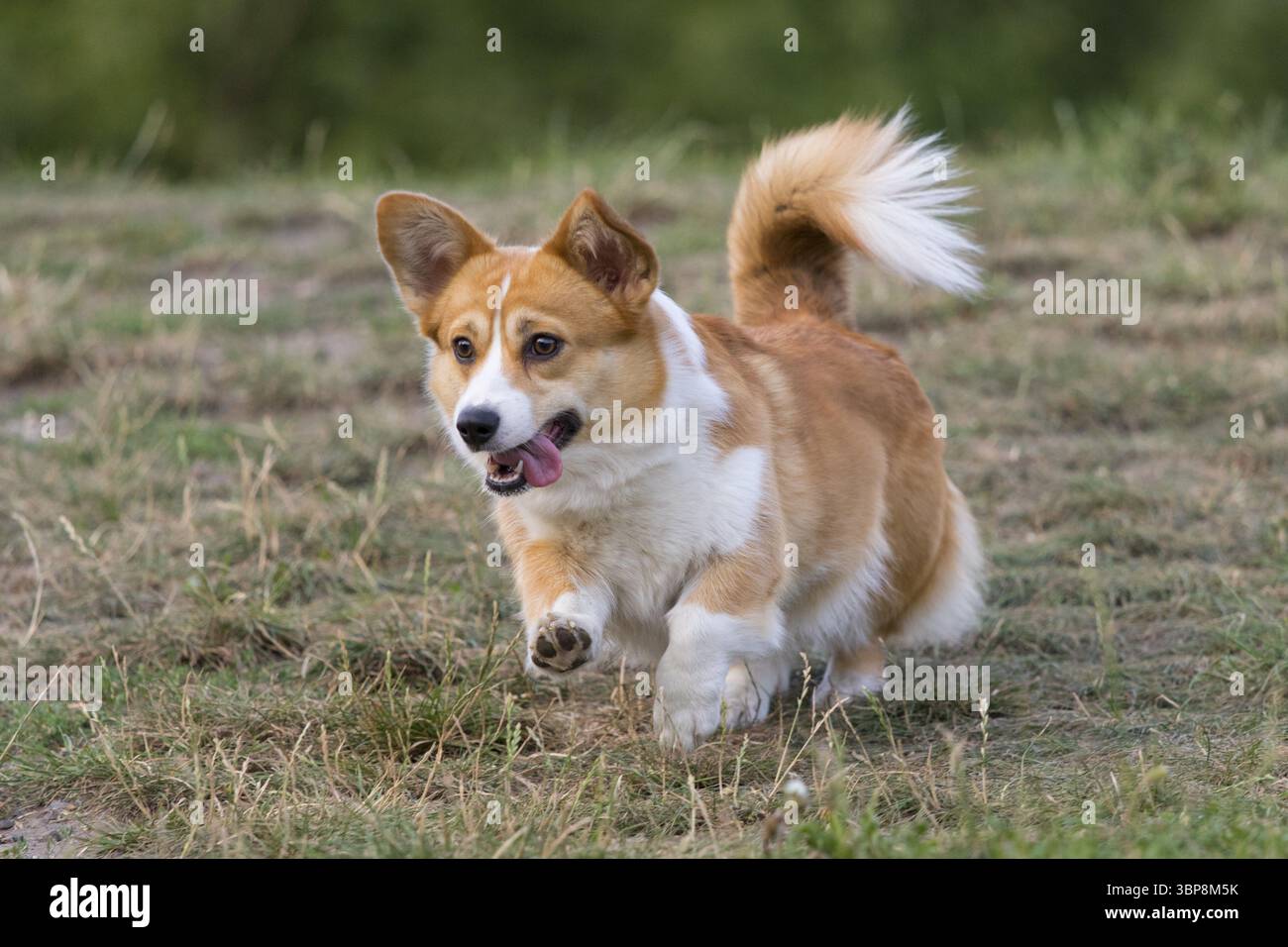 Un amichevole gallese Corgi Pembroke mentre gioca e corre all'aperto su un prato Foto Stock
