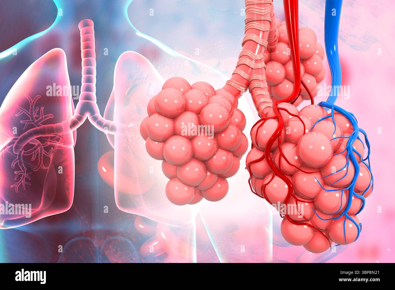 Alveoli polmonari su sfondo medico. illustrazione 3d. Foto Stock