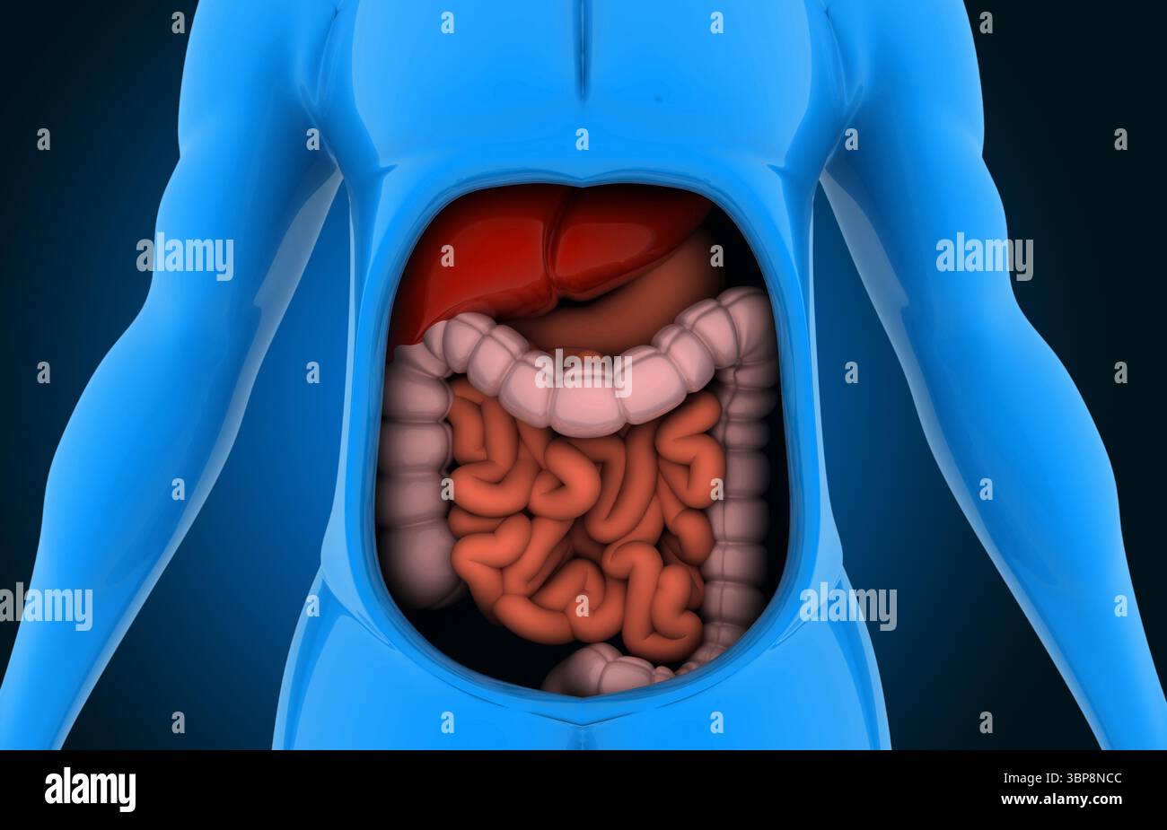 Anatomia del corpo umano con sistema digestivo. illustrazione 3d. Foto Stock