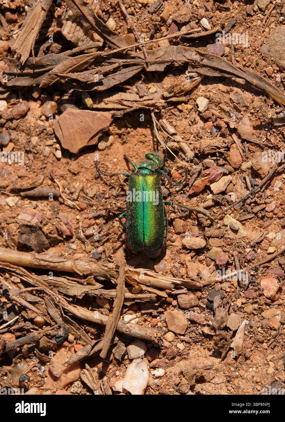 Resti polverosi di un coleottero verde Foto Stock