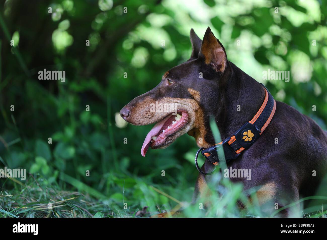 Doberman riposa all'ombra con la lingua fuori Foto Stock