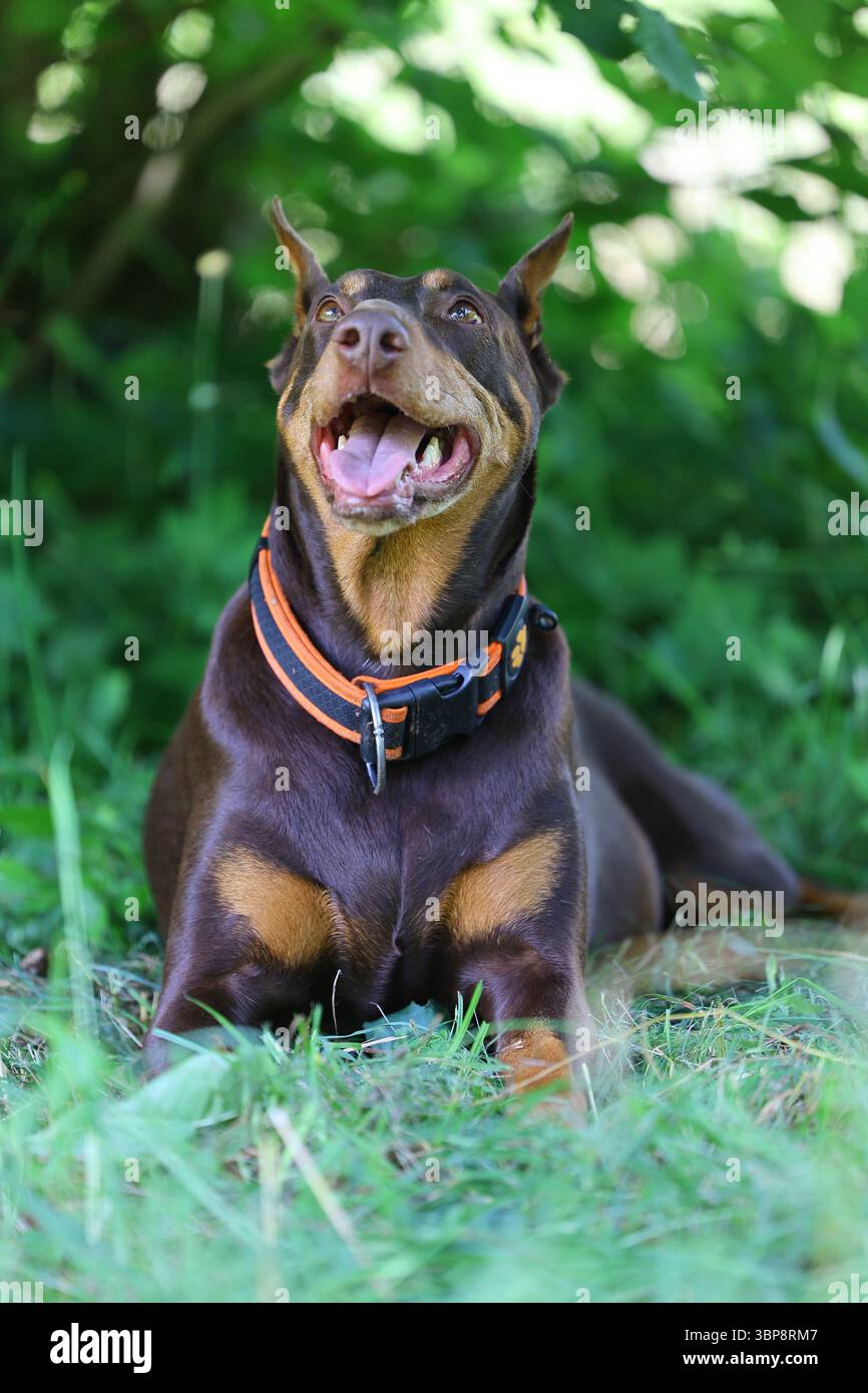 Felice Doberman che si rilassa sull'erba in una giornata estiva Foto Stock