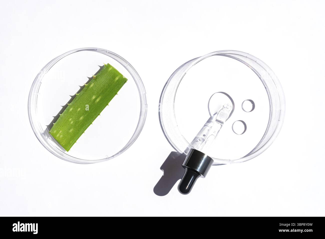 Concetto di laboratorio cosmetico naturale. Capsule di Petri con gel cosmetico della pianta di Aloe vera, contagocce per pipette con siero su sfondo bianco, vista dall'alto Foto Stock
