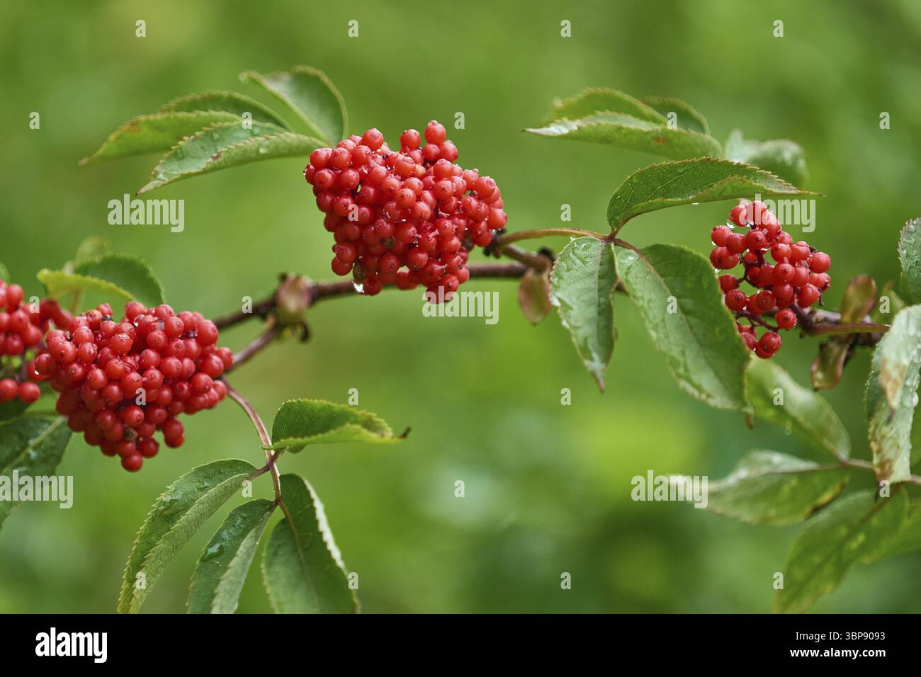 Roter Holunder (Sambucus racemosa). Sambuco rosso (Sambucus racemosa) Foto Stock