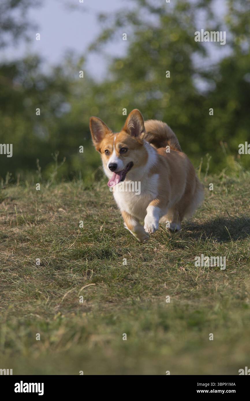 Un amichevole gallese Corgi Pembroke mentre gioca e corre all'aperto su un prato Foto Stock