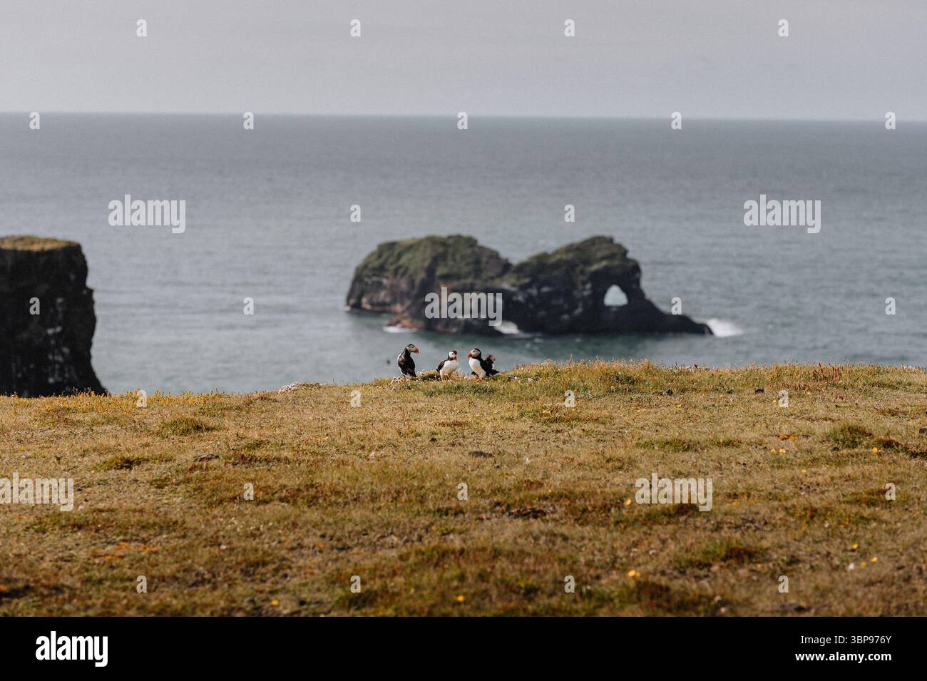 Un gruppo di cuccioli di fronte alla roccia dell'elefante in Islanda Foto Stock