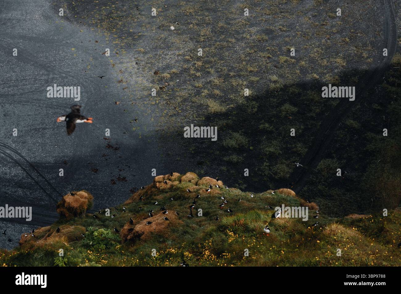 Colonia di pulcinelle di mare che nidificano su una scogliera in Islanda Foto Stock