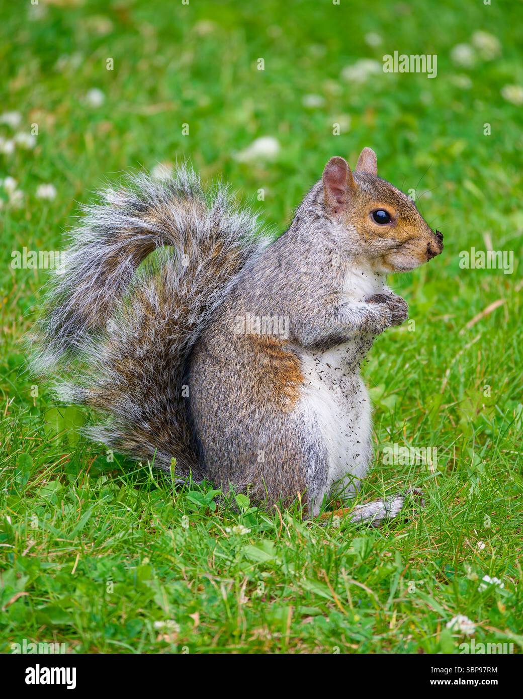 Scoiattolo grigio orientale in un parco di Montreal, Quebec, Canada. Foto Stock