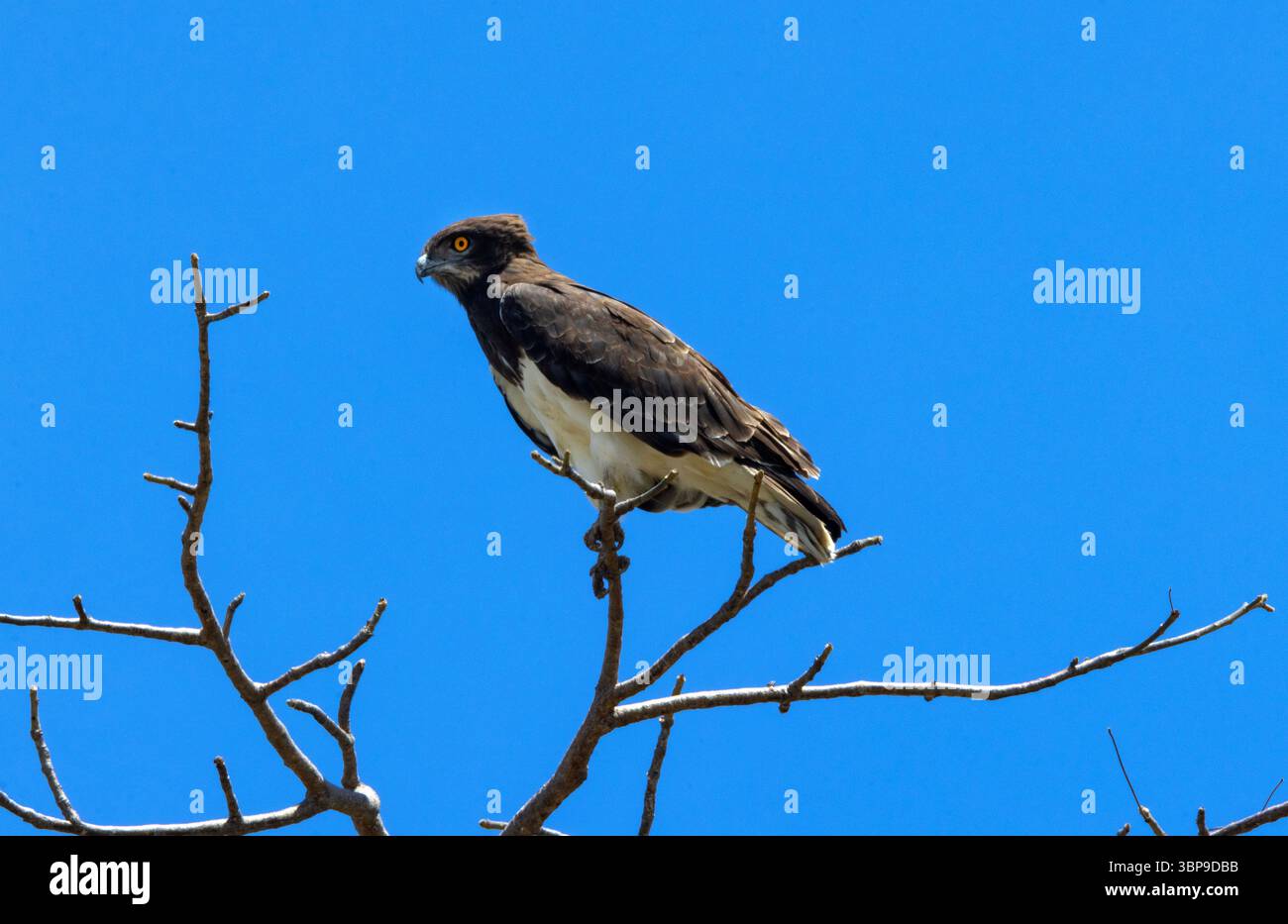 L'aquila di serpente dal corpo nero è un'aquila di medie dimensioni dall'aspetto caratteristico, specializzata nella caccia di serpenti e rettili. Foto Stock