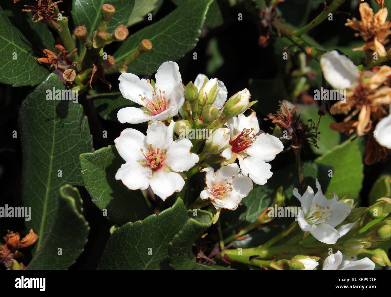 Fiori bianchi su una pianta di biancospino indiano (Rhaphiolepis) in un giardino Foto Stock
