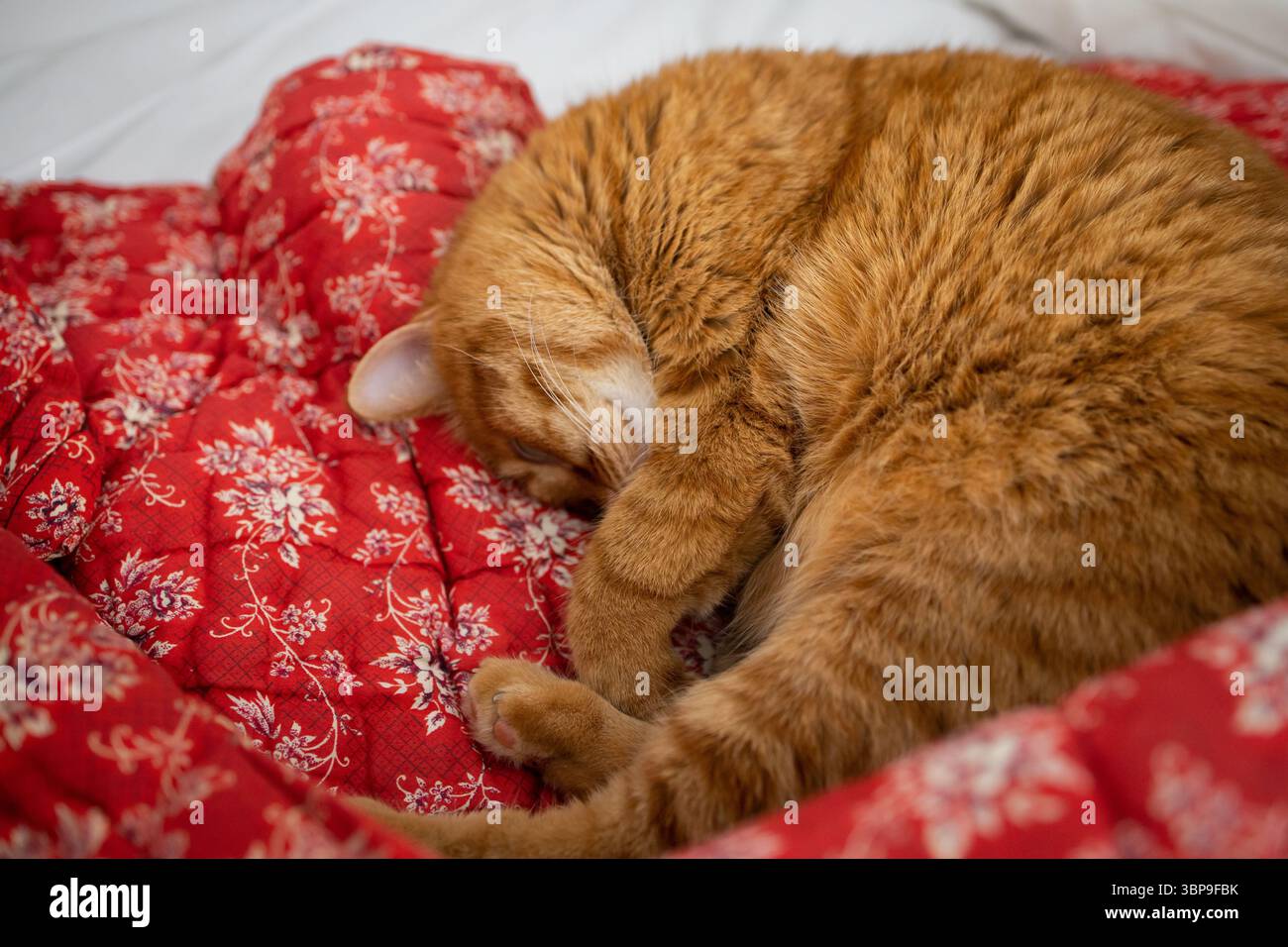 Simpatico gatto dello zenzero che dorme a letto su una coperta rossa con stampa floreale Foto Stock