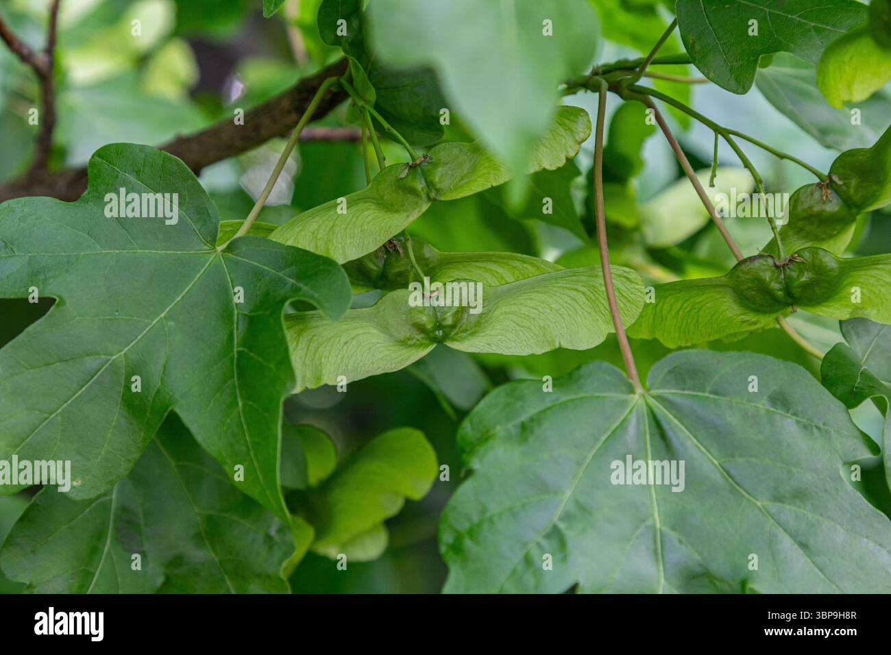 Foglie di Acer campestre con lobo verde brillante e samaras accoppiate, che mettono in risalto la bellezza di questo albero deciduo di piccole e medie dimensioni in t Foto Stock