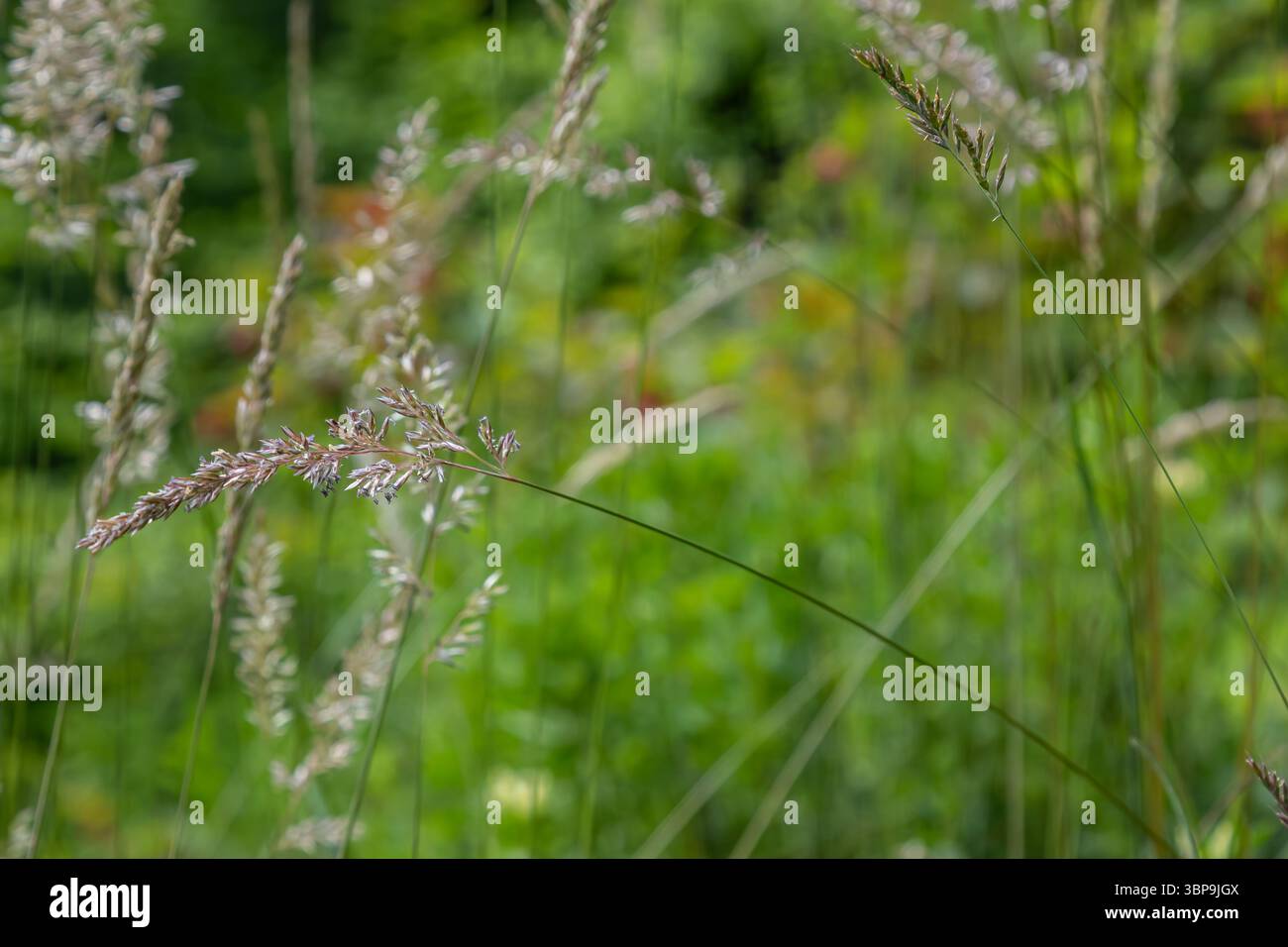 Poa pratensis espone i suoi steli sottili e le eleganti panicole in un vivace paesaggio verde che mette in risalto la bellezza dell'erba perenne in una giornata di sole Foto Stock