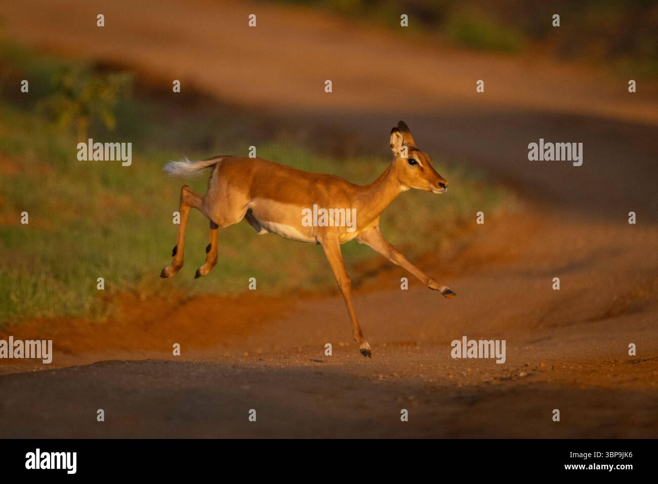Aggraziato impala femminile, antilope salta su un sentiero sterrato illuminato dal sole in un ambiente naturale. Laikipia, Kenya Foto Stock