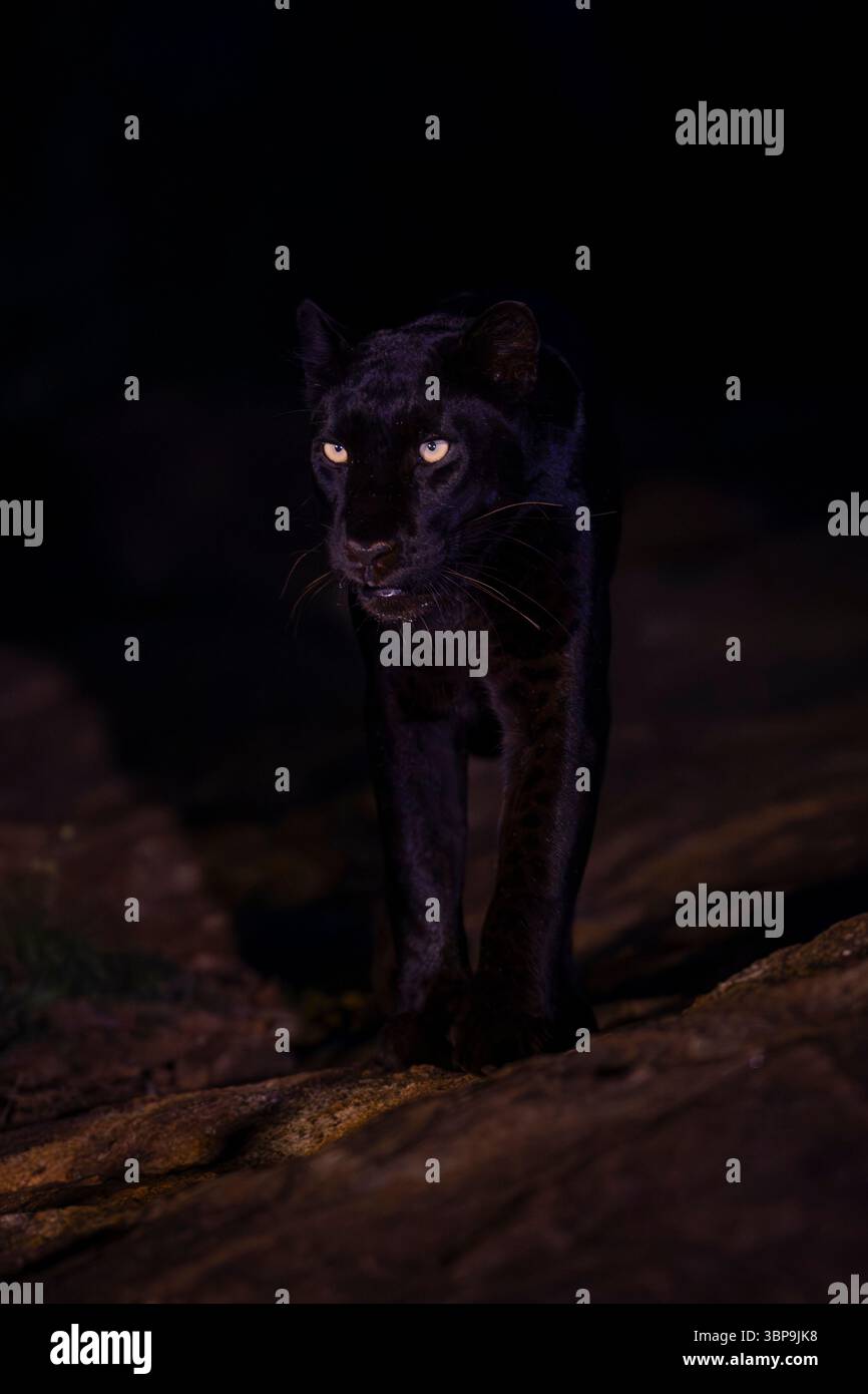 Una pantera nera, leopardo, con occhi brillanti, si avvolge in un ambiente notturno poco illuminato. Laikipia, Kenya Foto Stock