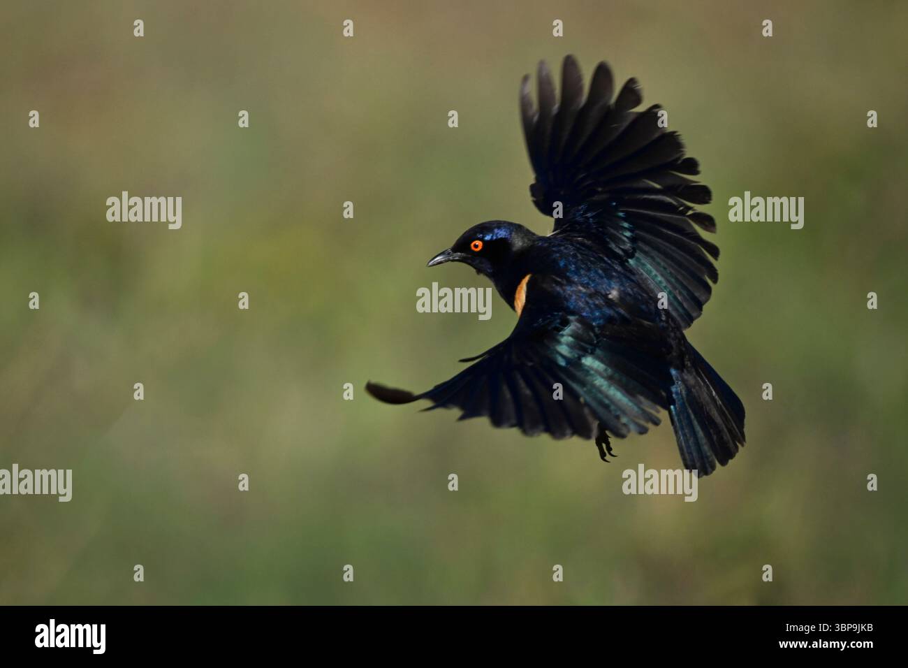 Hildebrandt starling con occhi arancioni in volo su sfondo verde sfocato. Laikipia, Kenya Foto Stock
