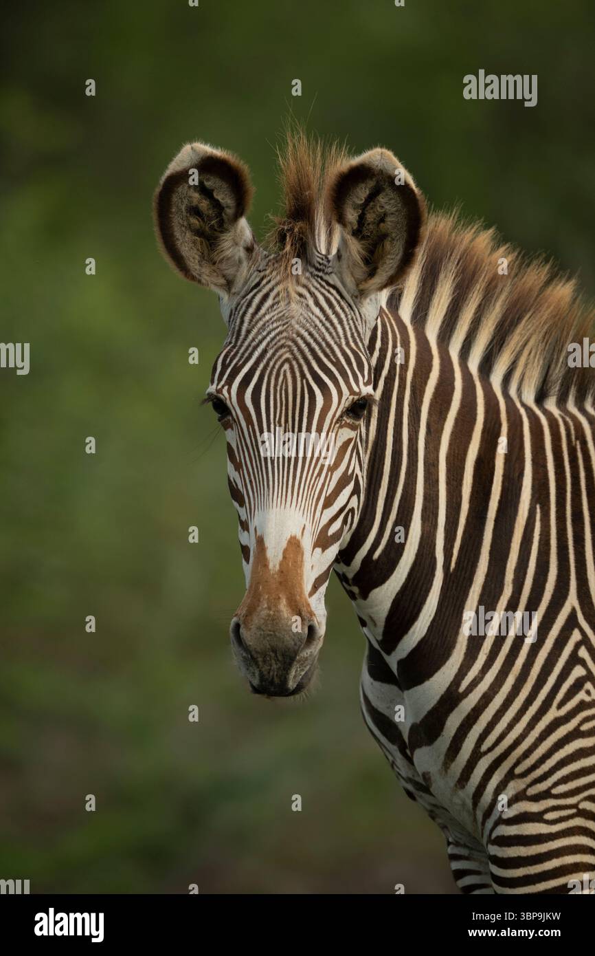 Primo piano di una zebra con intricate strisce bianche e nere in un ambiente verde. Laikipia, Kenya Foto Stock