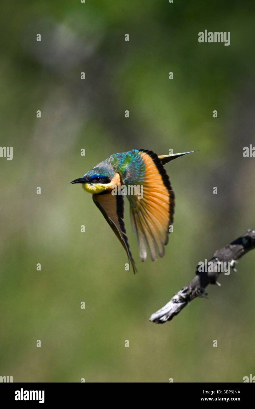 Un piccolo e colorato mangiapapi con le sue vivaci ali arancioni sorvola un ramo su uno sfondo verde sfocato. Laikipia, Kenya Foto Stock