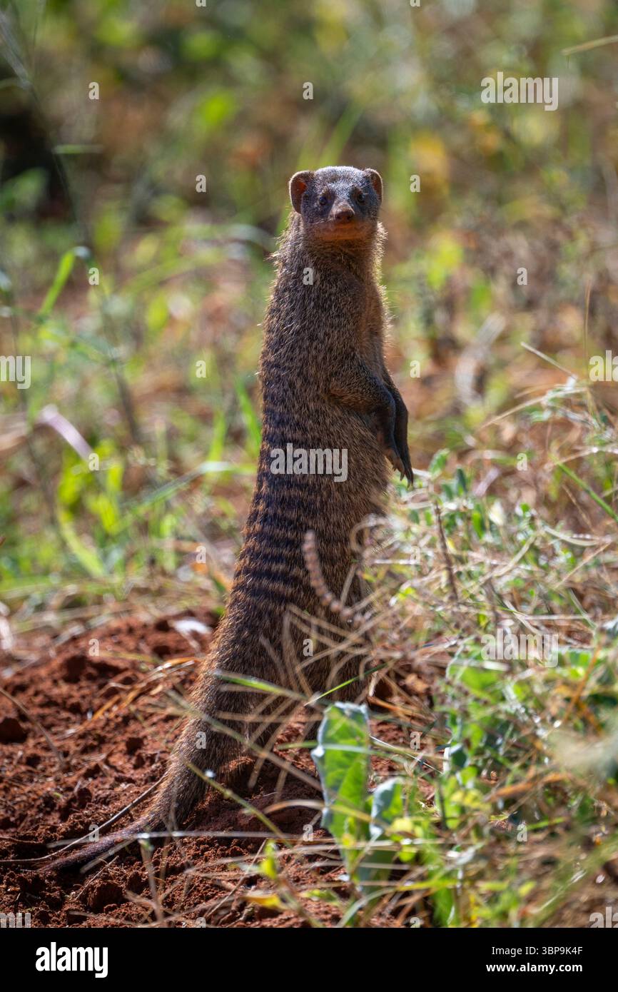 Una curiosa mangusta legata si erge in posizione verticale tra suolo terroso e vegetazione in un habitat naturale. Taita-Taveta, Kenya Foto Stock