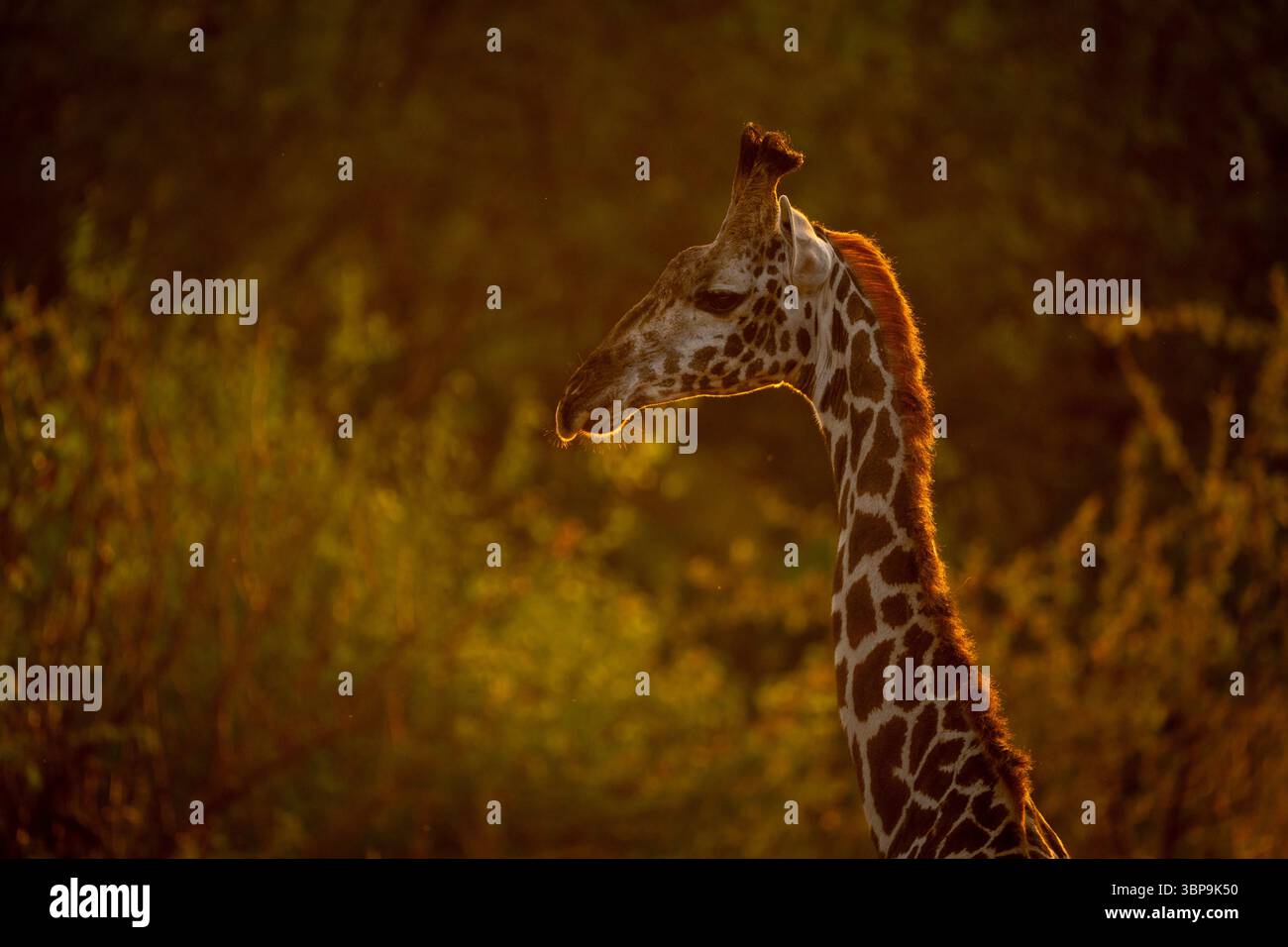 Un profilo di giraffa Masai al tramonto con toni caldi e lussureggiante vegetazione sullo sfondo. Taita-Taveta, Kenya Foto Stock