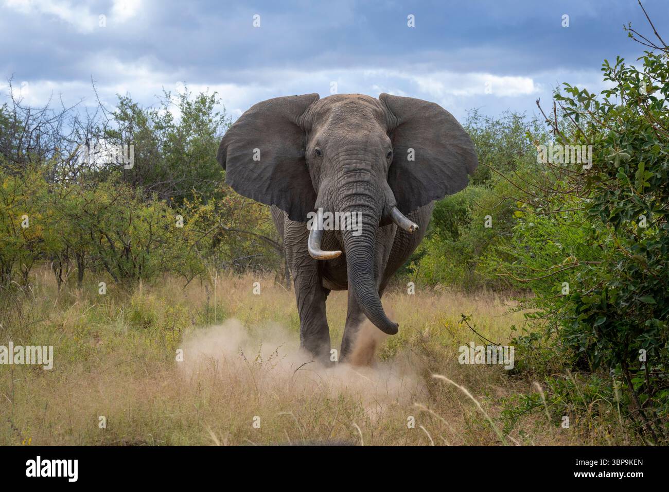 Elefante africano che si ricarica attraverso praterie con la polvere dietro, sotto un cielo nuvoloso. Taita-Taveta, Kenya Foto Stock