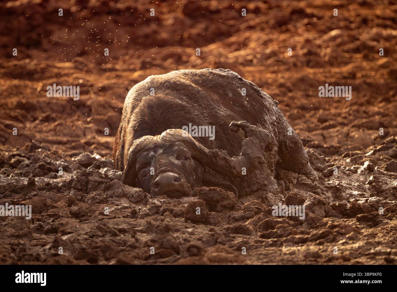 Bufalo prosciugato in terreni fangosi sotto la calda luce del sole. Taita-Taveta, Kenya Foto Stock Bufalo prosciugato in terreni fangosi sotto la calda luce del sole. Taita-Taveta, Kenya Foto Stock