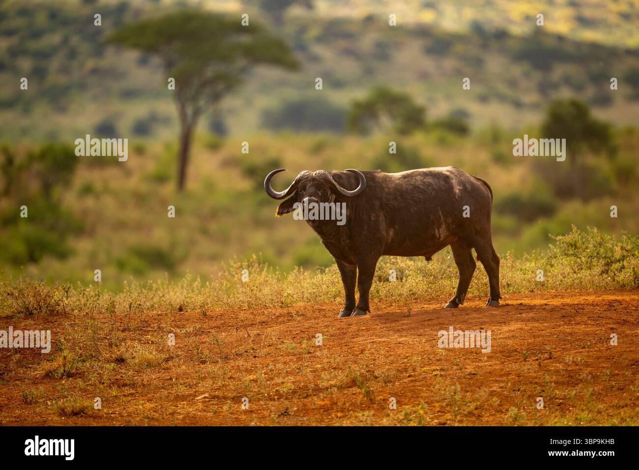 Un grande bufalo del Capo sorge su un terreno erboso con alberi e colline sullo sfondo. Taita-Taveta, Kenya Foto Stock Un grande bufalo del Capo sorge su un terreno erboso con alberi e colline sullo sfondo. Taita-Taveta, Kenya Foto Stock