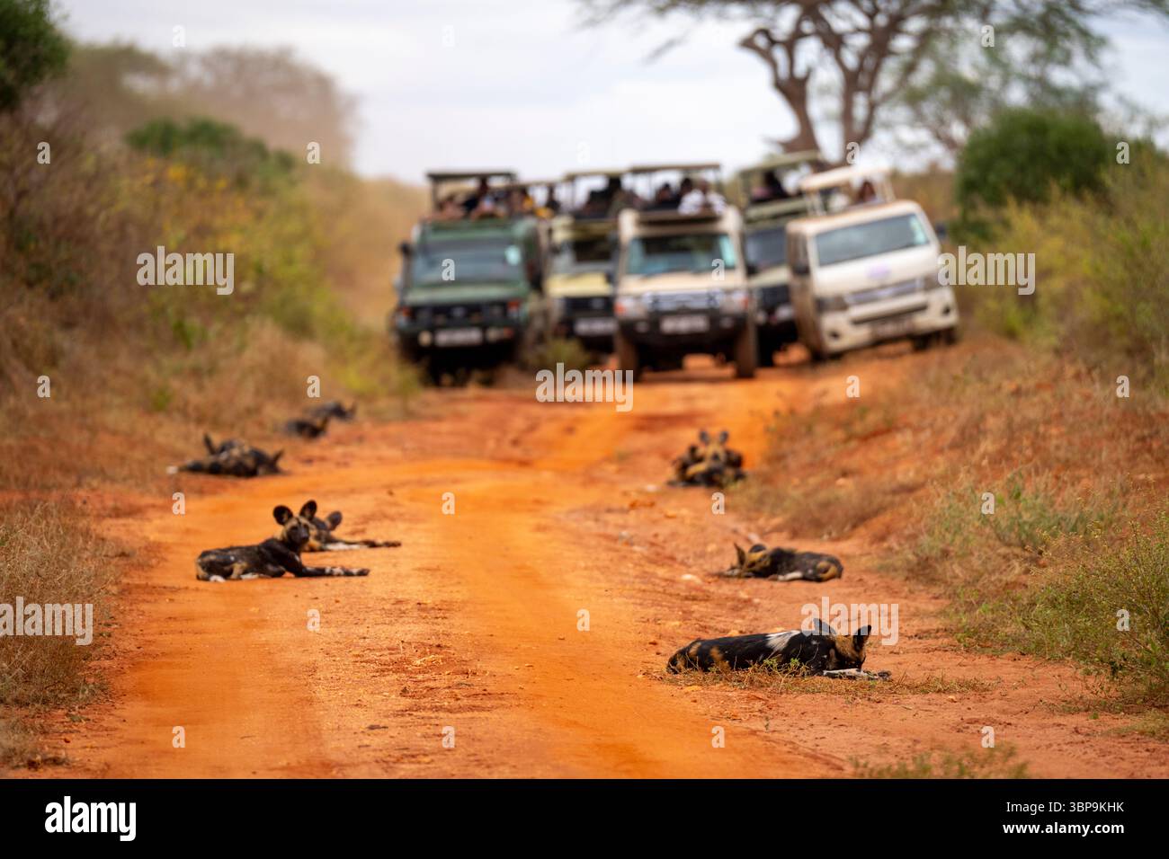 I cani selvatici africani riposano su una strada sterrata mentre i veicoli da safari si avvicinano sullo sfondo. Taita-Taveta, Kenya Foto Stock